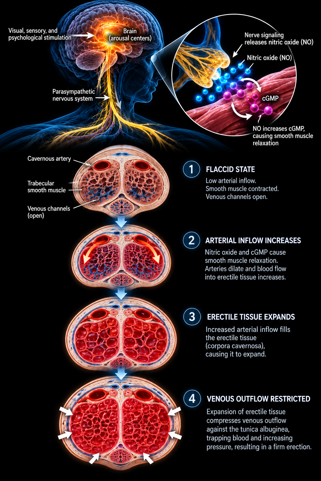 How an erection happens: arousal signals travel from the brain through the parasympathetic nervous system, nerves release nitric oxide which raises cGMP and relaxes smooth muscle, then penile cross-sections show four stages: flaccid state, arterial inflow increases, erectile tissue expands, and venous outflow restricted against the tunica albuginea.