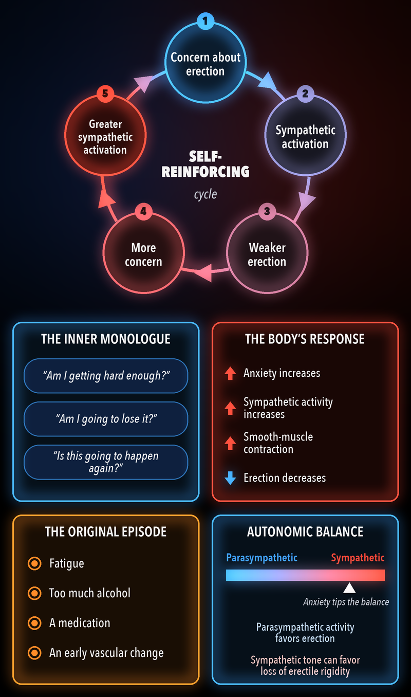 The performance anxiety cycle: concern about erection leads to sympathetic activation, a weaker erection, more concern and greater sympathetic activation. Panels show the inner monologue, the body’s response, possible original triggers (fatigue, alcohol, a medication, an early vascular change), and anxiety tipping the autonomic balance toward sympathetic activity.