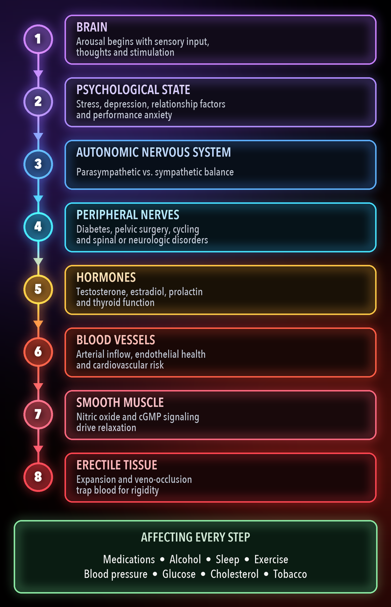 What erectile function depends on: eight linked steps, from brain, psychological state, autonomic nervous system and peripheral nerves to hormones, blood vessels, smooth muscle and erectile tissue, each with the factors that can disrupt it, plus medications, alcohol, sleep, exercise, blood pressure, glucose, cholesterol and tobacco affecting every step.