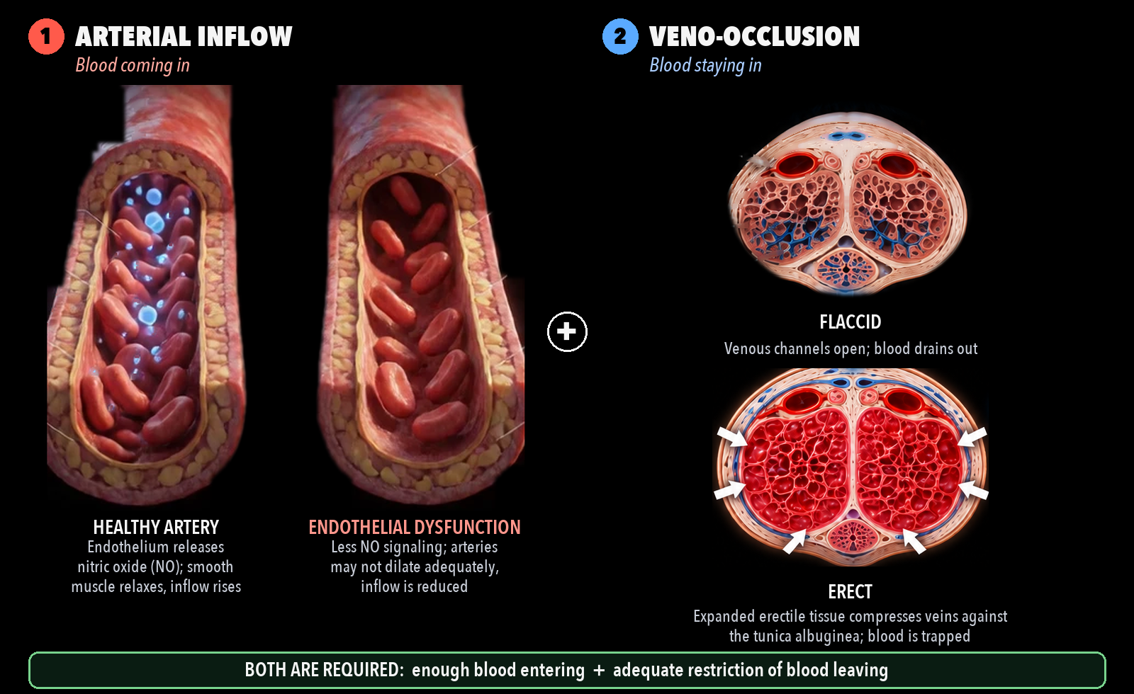 Vascular erectile function: a healthy artery releasing nitric oxide beside an artery with endothelial dysfunction, and penile cross-sections showing open venous channels when flaccid and veins compressed against the tunica albuginea when erect, trapping blood. Both arterial inflow and veno-occlusion are required.