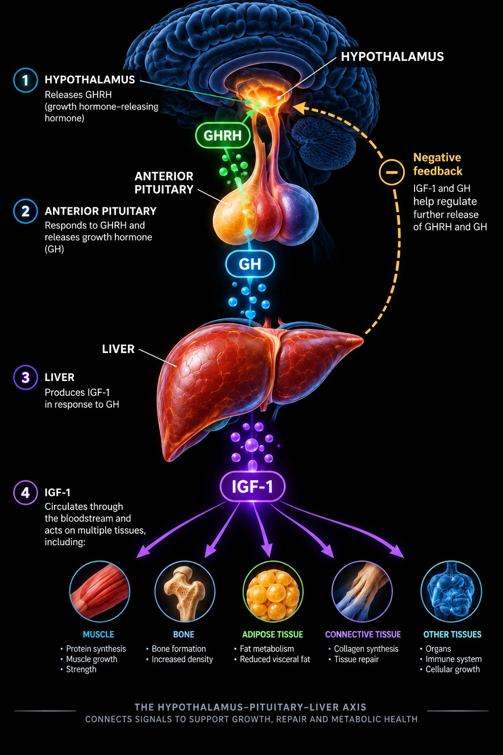 The hypothalamus–pituitary–liver axis: the hypothalamus releases GHRH, the anterior pituitary responds by releasing growth hormone, the liver produces IGF-1 in response to GH, and IGF-1 acts on muscle, bone, adipose tissue, connective tissue and other tissues, with IGF-1 and GH providing negative feedback.