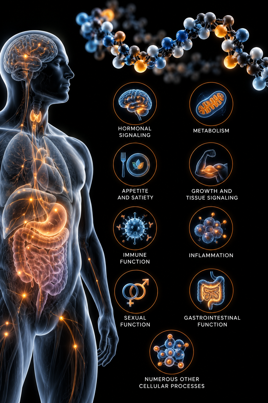 Illustration of a translucent human body highlighting the brain, thyroid, heart, lungs, liver, stomach and gut alongside a peptide molecule chain and icons for hormonal signaling, metabolism, appetite and satiety, growth and tissue signaling, immune function, inflammation, sexual function, gastrointestinal function and numerous other cellular processes