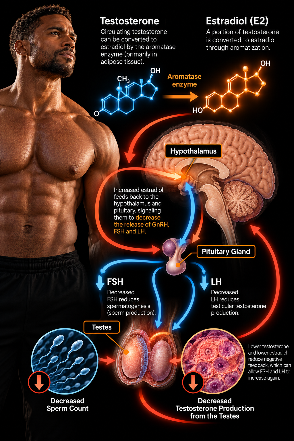 Infographic of the hypothalamic-pituitary-gonadal axis in a man: testosterone is converted by aromatase to estradiol, and increased estradiol feeds back to the hypothalamus and pituitary gland to decrease GnRH, FSH and LH, leading to decreased sperm production and decreased testosterone production from the testes