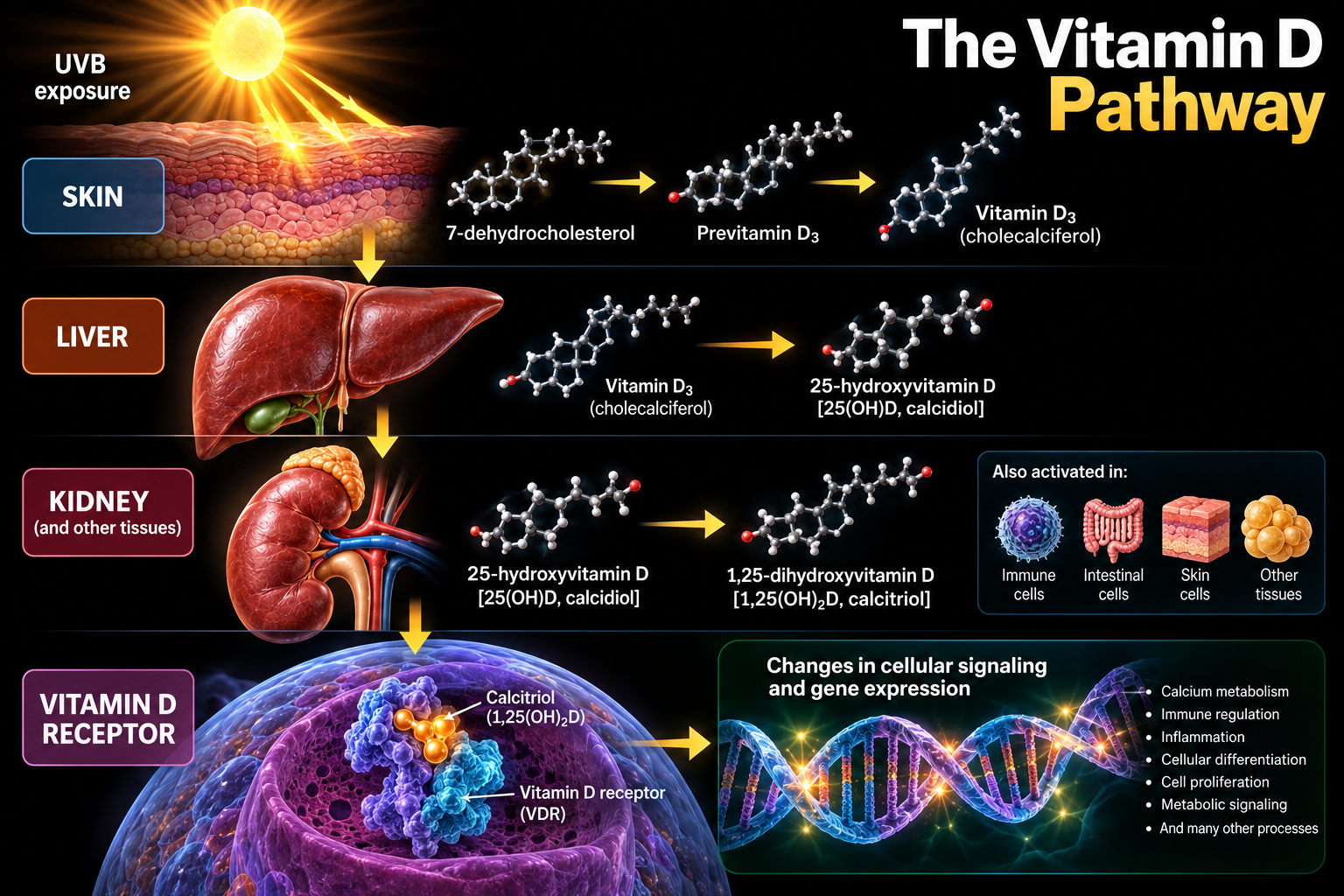 The vitamin D pathway: UVB exposure converts 7-dehydrocholesterol in the skin to previtamin D3 and vitamin D3 (cholecalciferol); the liver converts vitamin D3 to 25-hydroxyvitamin D (calcidiol); the kidney and other tissues, including immune, intestinal and skin cells, convert it to 1,25-dihydroxyvitamin D (calcitriol), which binds the vitamin D receptor to change cellular signaling and gene expression.